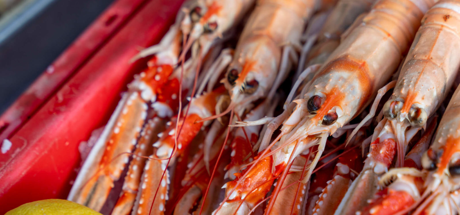 Selection de crevettes et langoustines