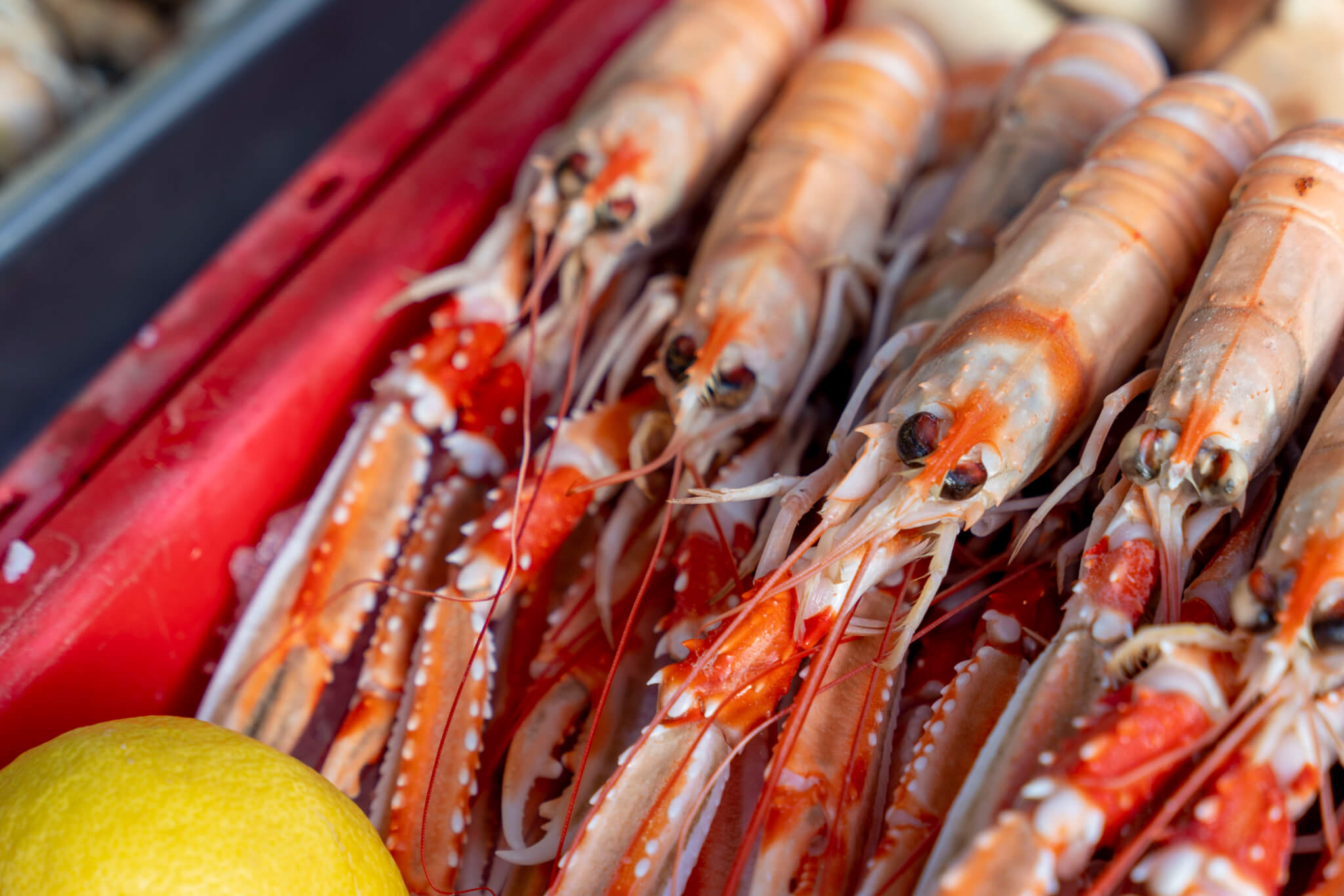 Comment réussir la cuisson des crevettes ? Maison Geslain