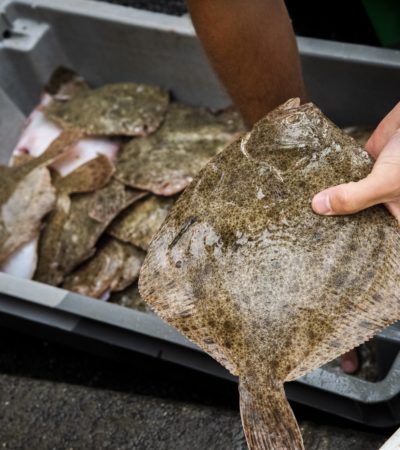 picture Quels sont les poissons avec peu d’arêtes ?