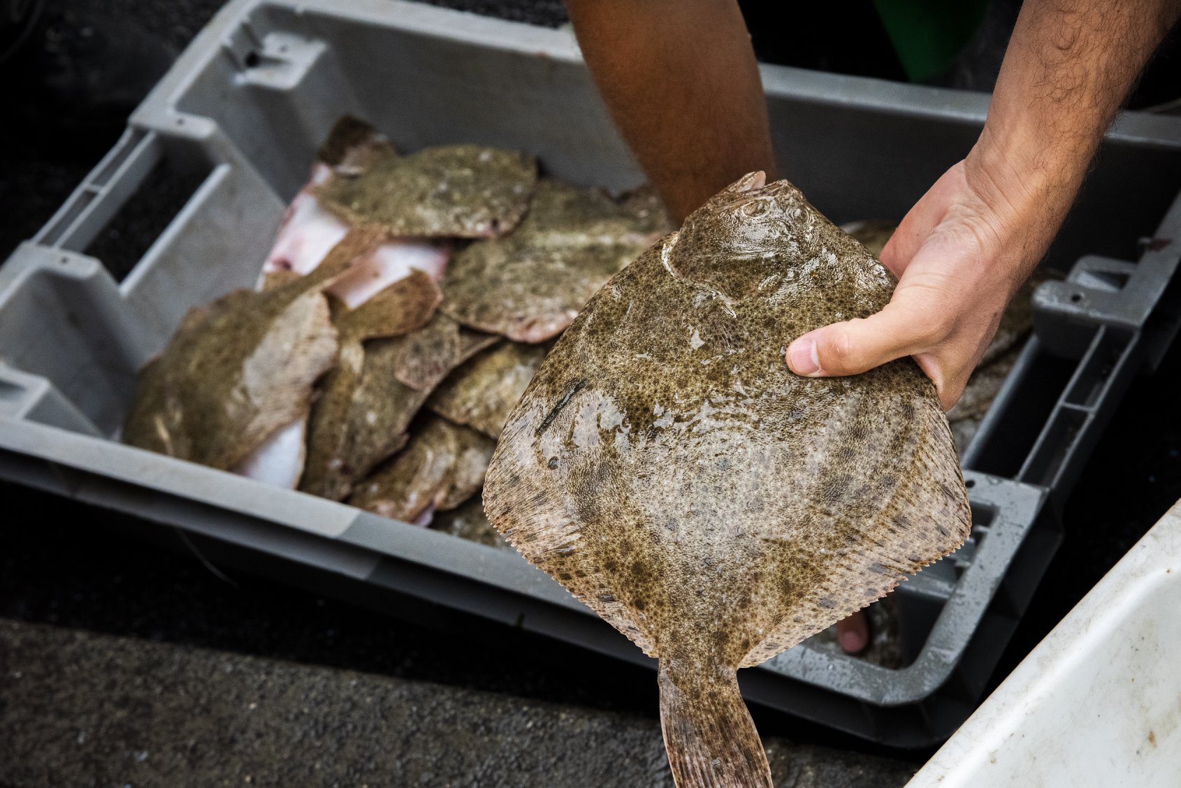 Quels Sont Les Poissons Avec Peu D Aretes Maison Geslain