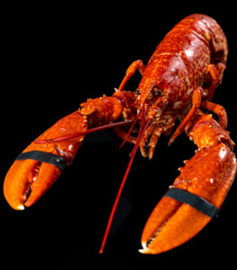 homard maison geslain poisonnerie