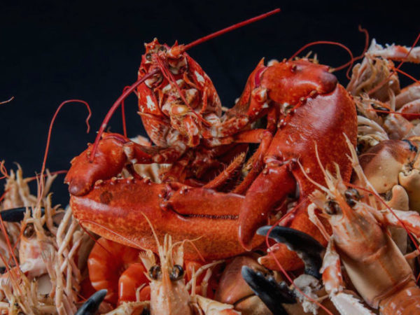 image Plateaux de fruits de mer