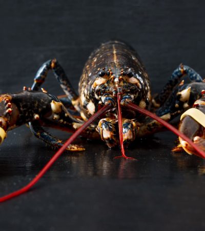 Homard
