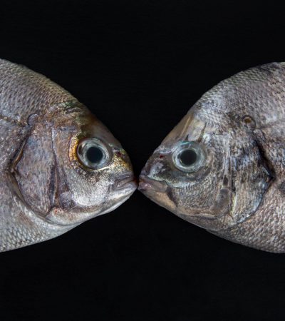 Dorade