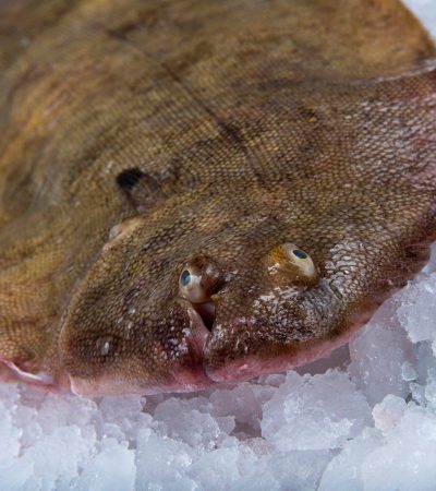 Turbot