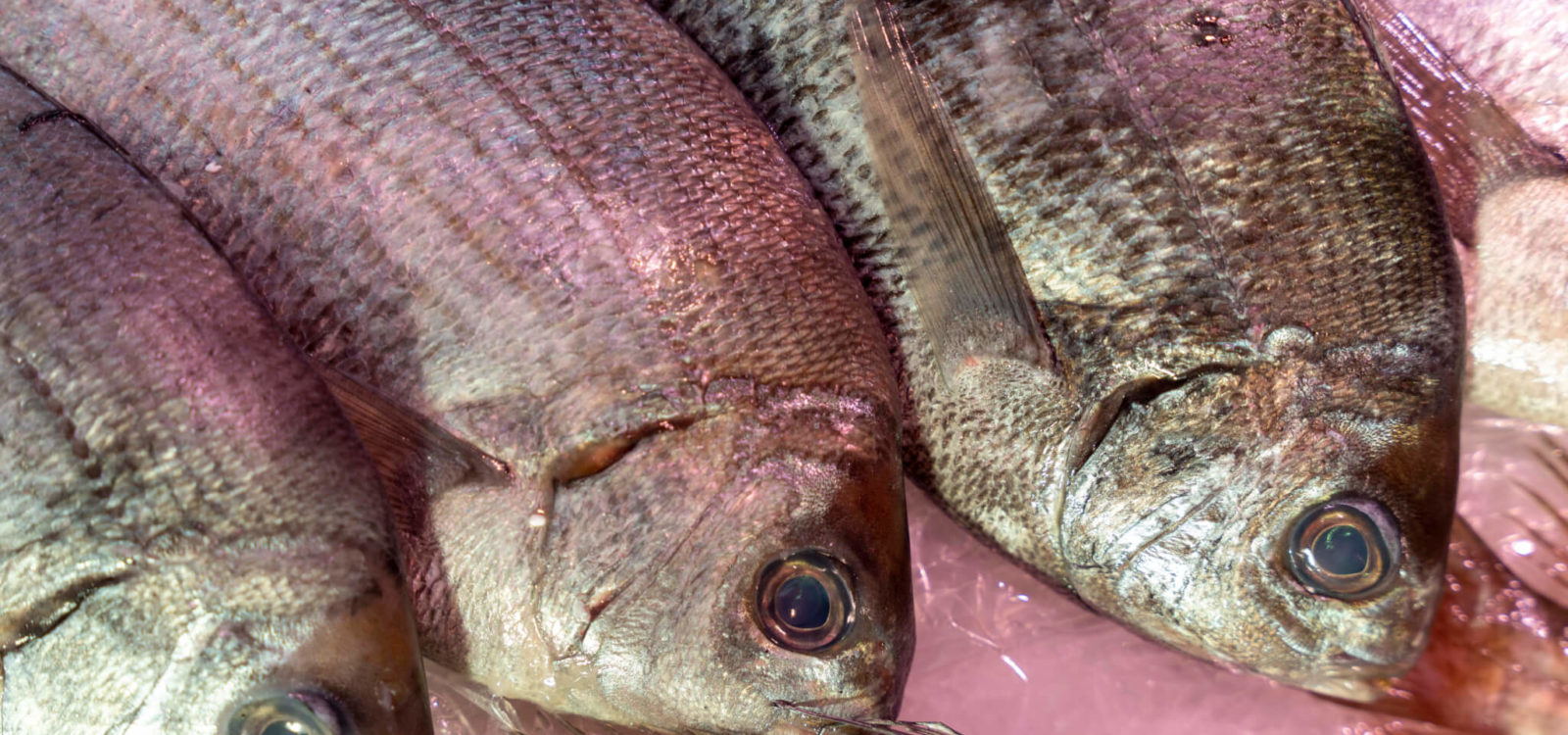 Des poissons locaux de saison