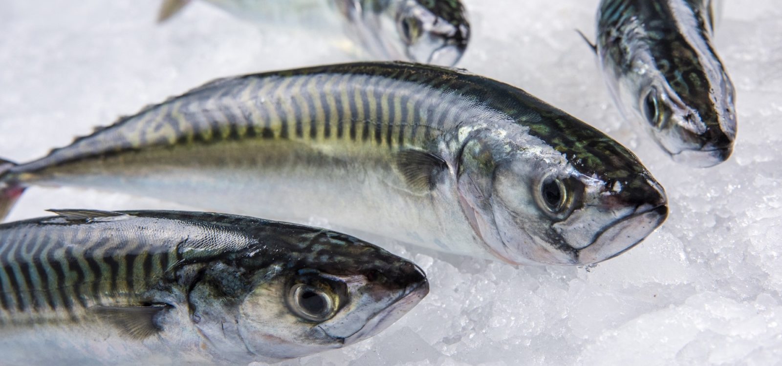 Des poissons locaux pêchés avec passion