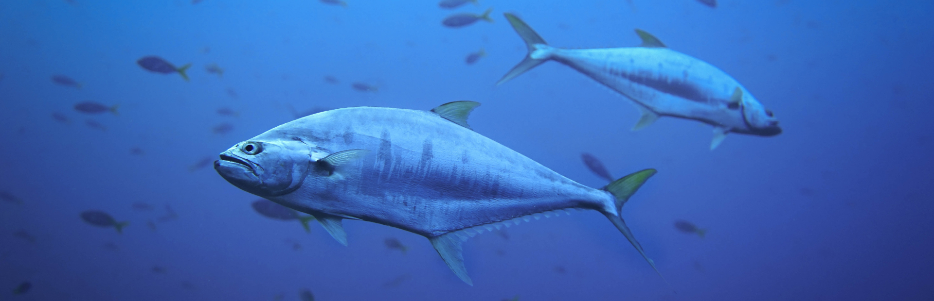 Thon germon ou albacore, comment faire la différence ? Maison Geslain