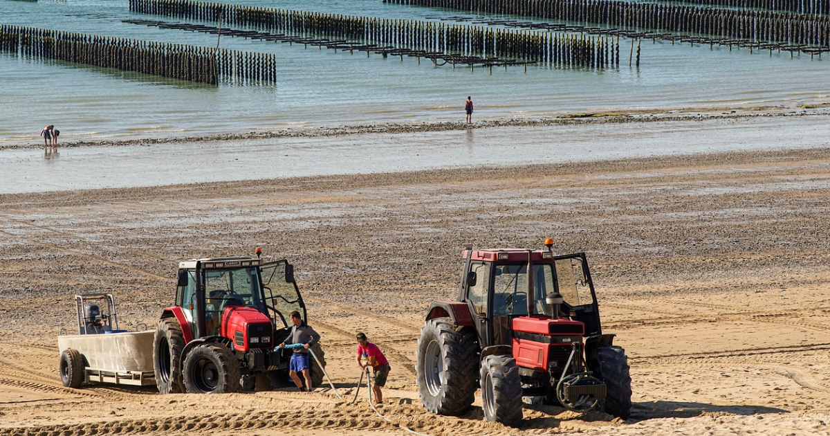 Culture des moules