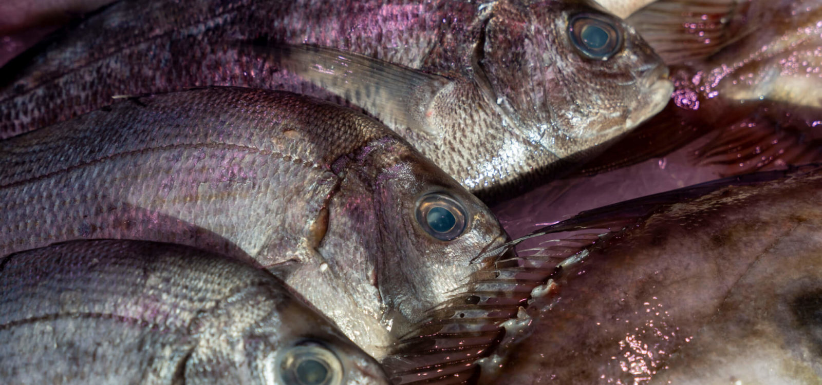 Des poissons frais de saison