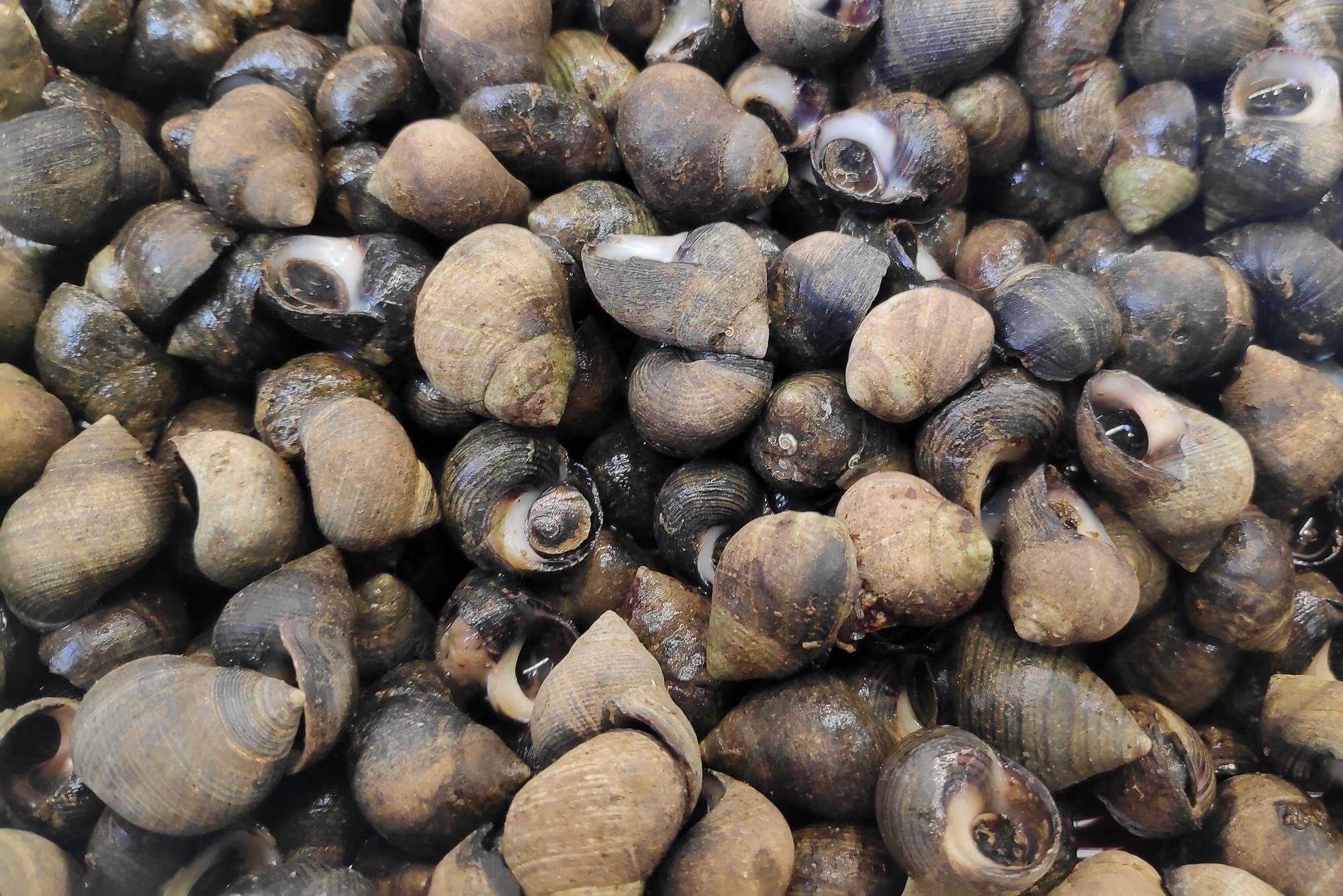 Comment réussir la cuisson des bigorneaux ? | Maison Geslain