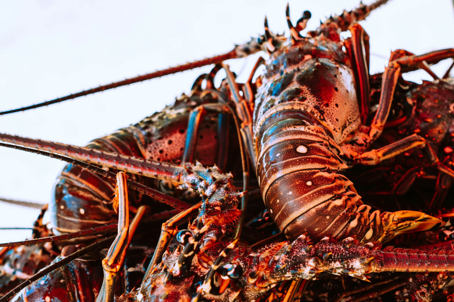 Comment réussir la cuisson du homard ? Maison Geslain